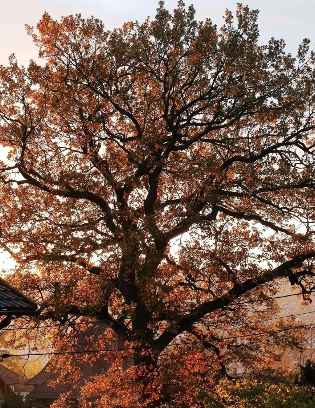 The Little Oak - Tiny House With Bed On Mezzanine & Terrace - From 1 To 4 P Disney, Paris & Cdg Pomponne Exteriör bild